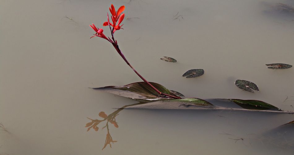 nature 3046562 1920