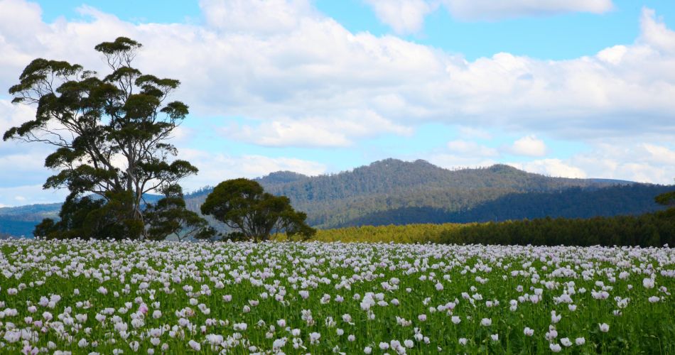 poppy meadow 1