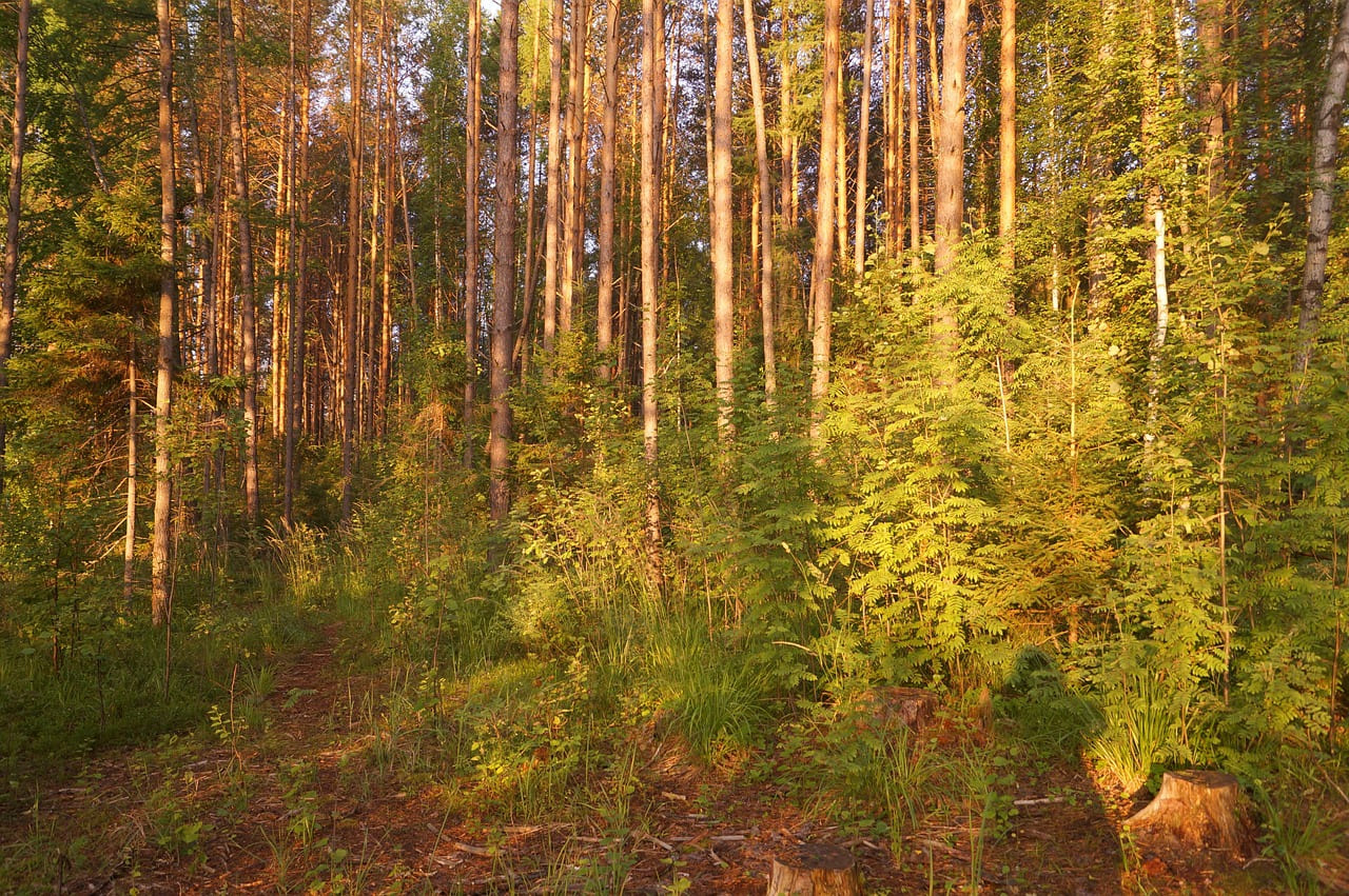 kalınlık mertebeleri