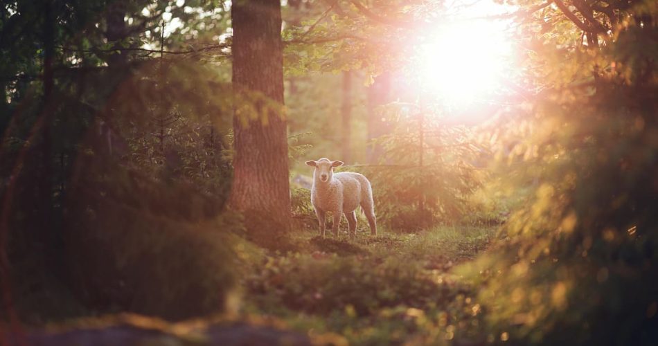 thelegendreturn animal 6815784 1280 1