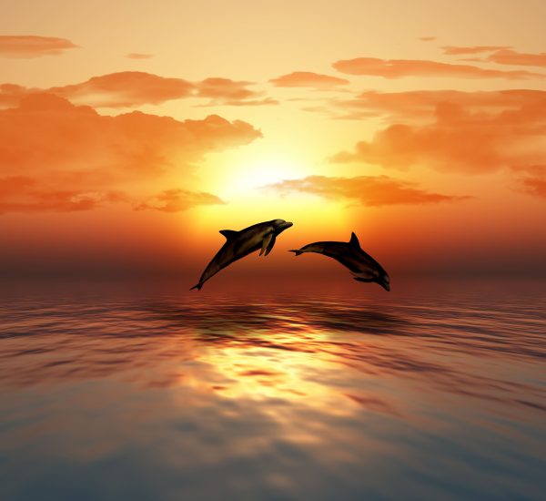 3d dolphins 1