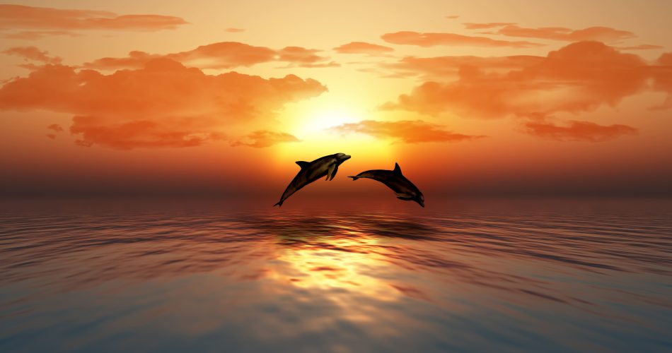 3d dolphins 1